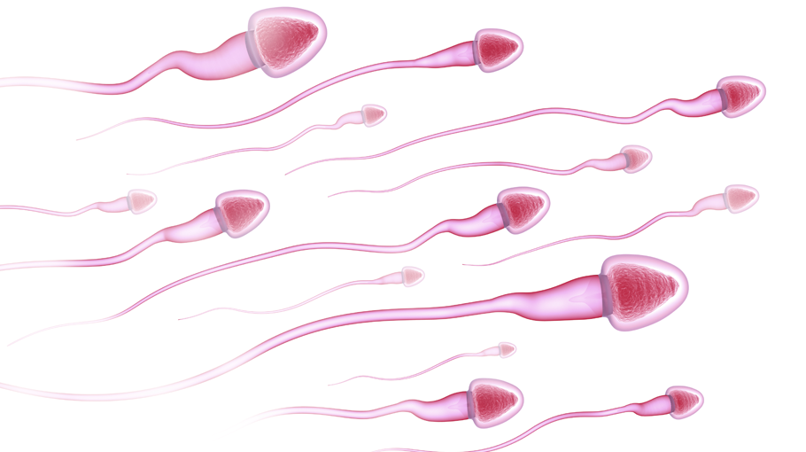 sperm