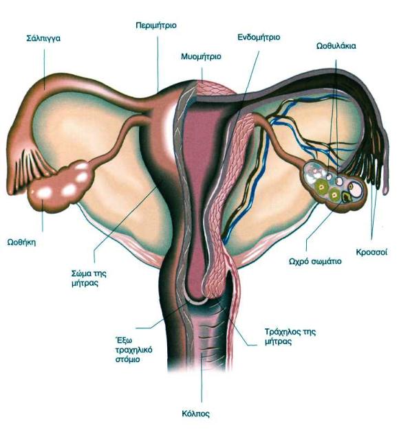 Ανατομία των έσω γεννητικών οργάνων
